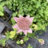 Astrantia maxima_3
