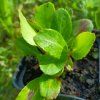 Bergenia 'Baby Doll' _1