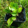 Bergenia 'Baby Doll' _2