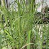 Miscanthus sacchariflorus 'Sommerfeder'