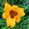 Hemerocallis hybr. 'Little Paul' _2