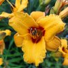 Hemerocallis hybr. 'Little Paul' _1