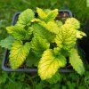 Melissa officinalis 'Gold Leaf'