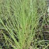 Sesleria autumnalis