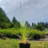 Sesleria autumnalis_3