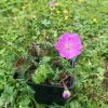 Geranium sanguineum _3