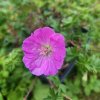 Geranium sanguineum _1