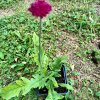 Knautia macedonica 'Red Knight'_2
