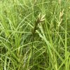 Carex muskingumensis 'Little Midge' _2
