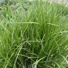 Carex muskingumensis 'Little Midge'