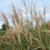 Miscanthus sinensis 'Grosse Fontaine'