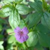 Geranium nodosum_4