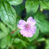 Geranium nodosum_6
