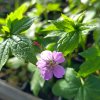 Geranium nodosum_5