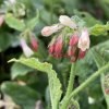 Symphytum grandiflorum