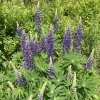 Lupinus polyphyllus_1