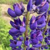Lupinus polyphyllus_5