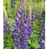 Lupinus polyphyllus_2