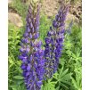Lupinus polyphyllus_3