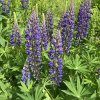 Lupinus polyphyllus_4