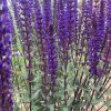 Salvia nemorosa 'Caradonna'_2