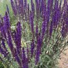 Salvia nemorosa 'Caradonna'_3