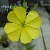 Oenothera biensis_2