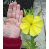 Oenothera biensis_3