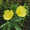 Oenothera biensis_4