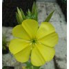 Oenothera biensis_1