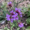 Verbena bonariensis_3
