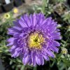 Aster alpinus 'Sabine'_2