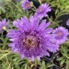 Aster alpinus 'Sabine' _3