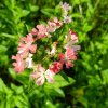 Lychnis chalcedonica 'Carnea'_2
