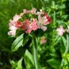 Lychnis chalcedonica 'Carnea'_1