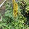 Ligularia przewalskii_8