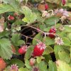 Fragaria vesca_2
