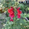 Salvia greggii_2
