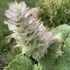 Salvia sclarea_3