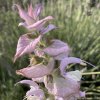 Salvia sclarea_5