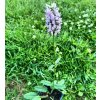 Betonica officinalis _2