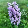 Betonica officinalis _1