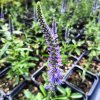 Veronica spicata 'Nana Blauteppich'_2