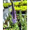 Veronica spicata 'Nana Blauteppich'_3