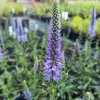 Veronica spicata 'Nana Blauteppich'_1