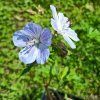 Geranium pratense 'Mrs Kendall Clark' _3
