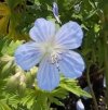 Geranium pratense 'Mrs Kendall Clark'_2