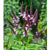 Verbena hastata 'Rosea' _2