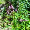 Verbena hastata 'Rosea' _3