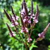 Verbena hastata 'Rosea' _1